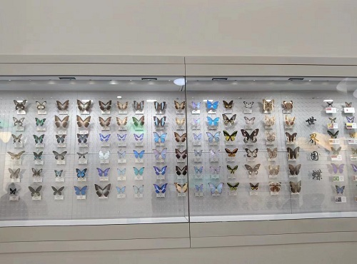 周尧昆虫博物馆.jpg