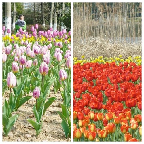 鄞州公园郁金香.jpg