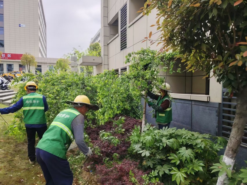 1745908145739095.jpg 江苏科技大学:公寓中心联合校园管理科为学生公寓楼周边绿植整枝.jpg